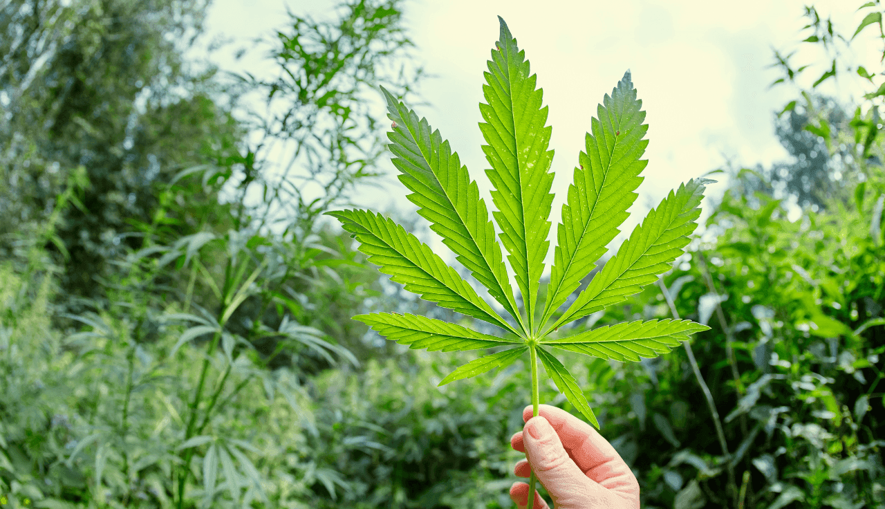 Hand mit Cannabisblüte in der Hand