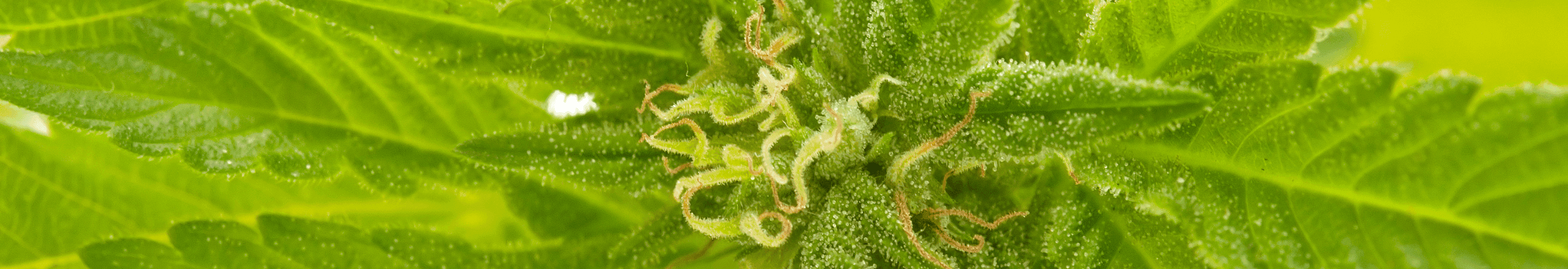 Detailaufnahme einer Cannabisblüte